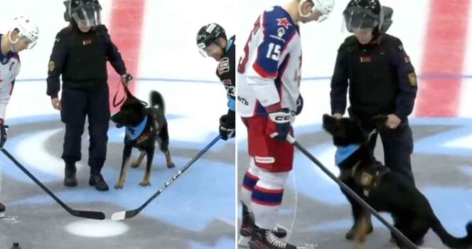KHL police dog